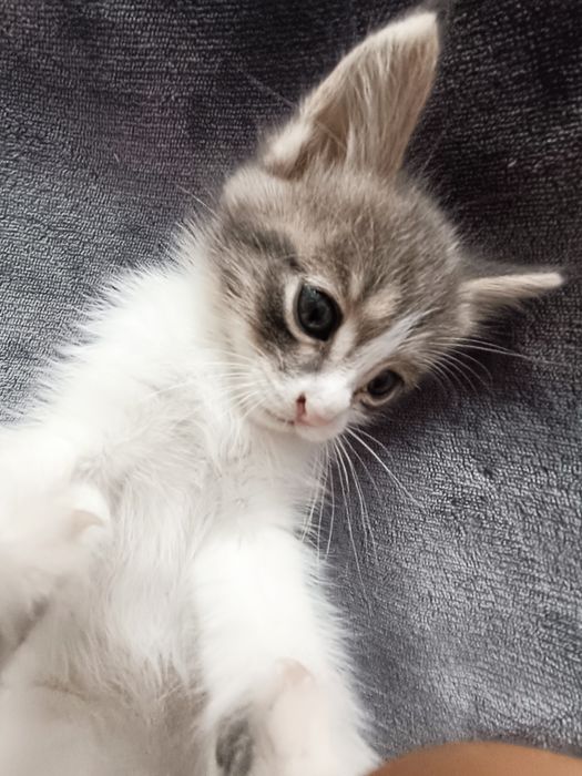 Котёнок полубританец