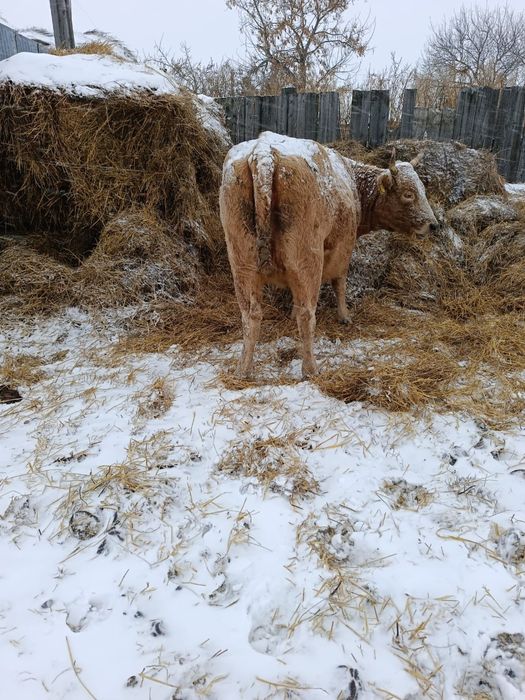 Продам корову с двумя отелами