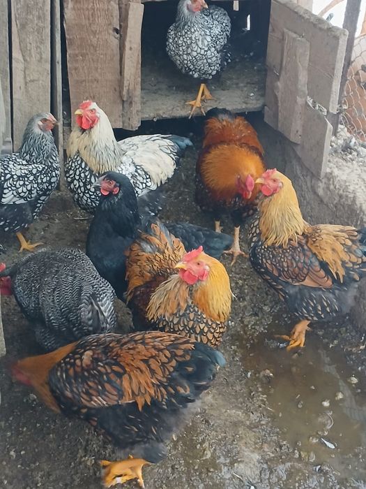 Diferite gaini de rasa