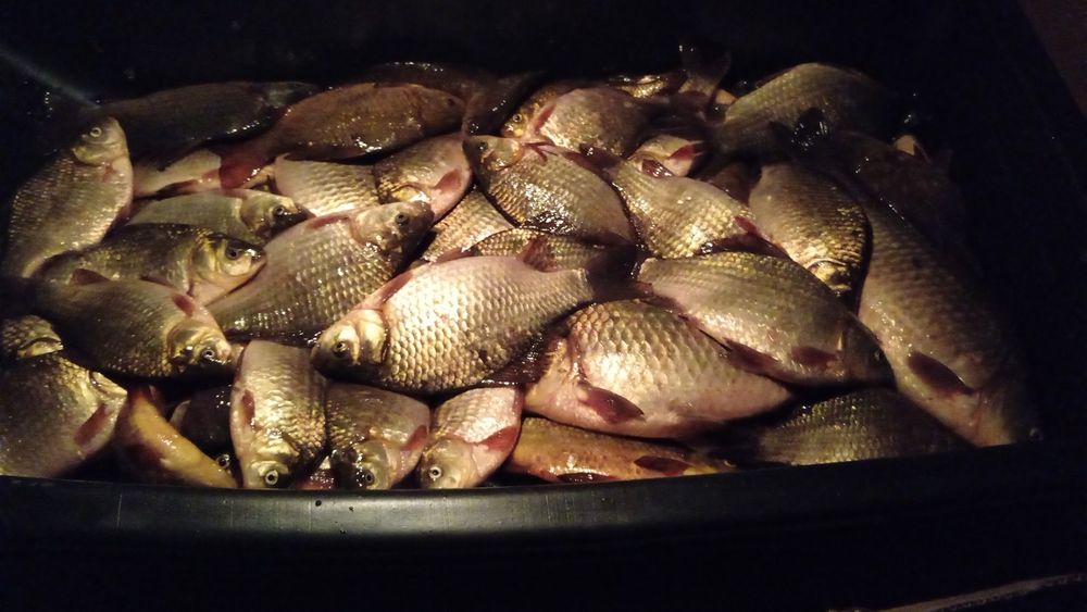 Продам рыбу карась