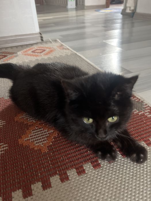 Котенок очень спокойный