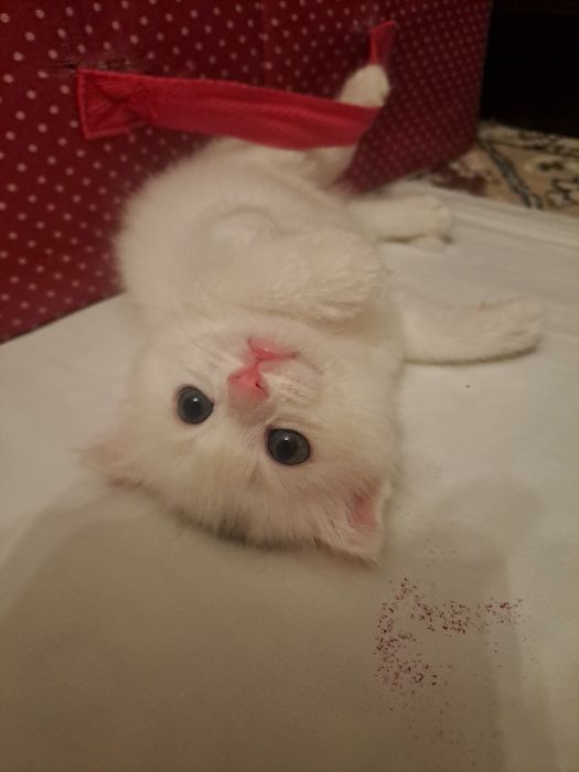 вислоухи сотилади