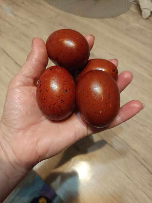 Ouă incubat găini marans și araucana
