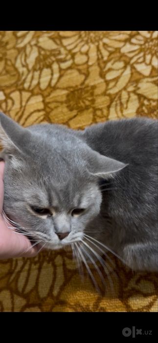 Отдаю котика беспоатно срочно