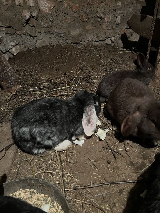 Кролики француский баран 1,5месяца