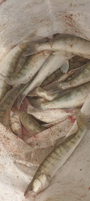 ірі бершиктер бар свежыи