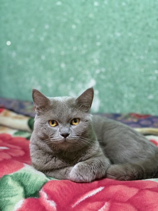 чистопородный британец