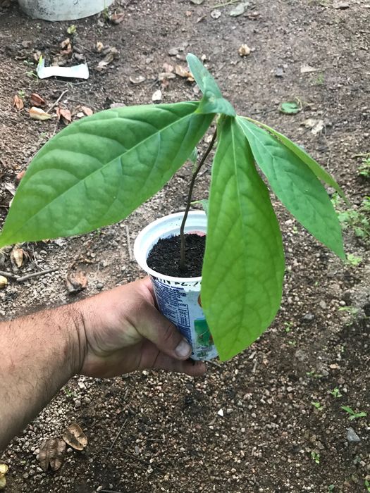 Индиански банан, Асимина трилоба, Asimina triloba,семена и растения