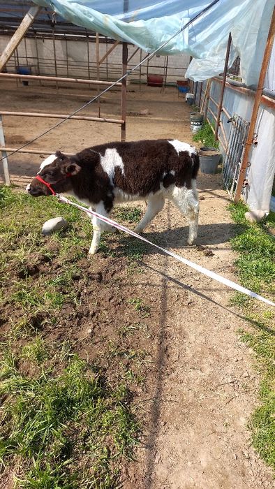 Бузок сотилади..