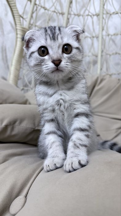 Scottish Fold Scottish Fold