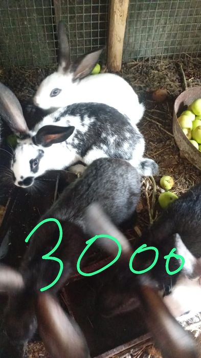 Продам кроликов и крольчат