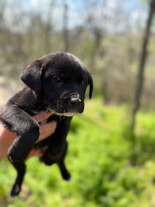 Кученца Кане Корсо