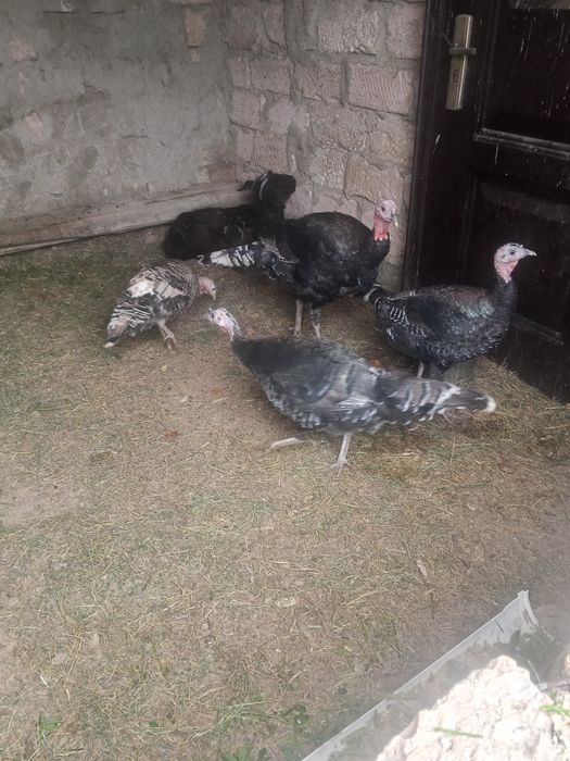 Индюк еркек мангыстау