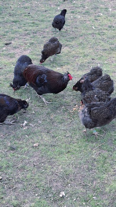 Pui araucana  . .