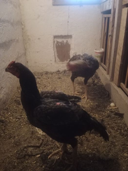 Куры.  Даканы ...