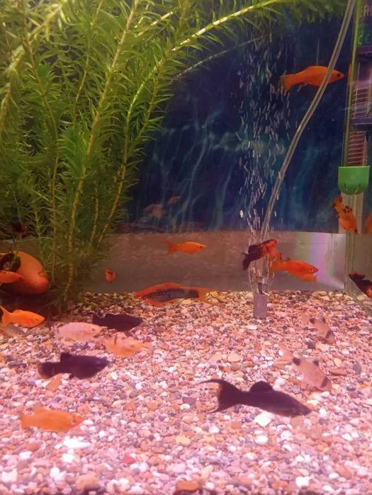 Моллинезия Ассорти.