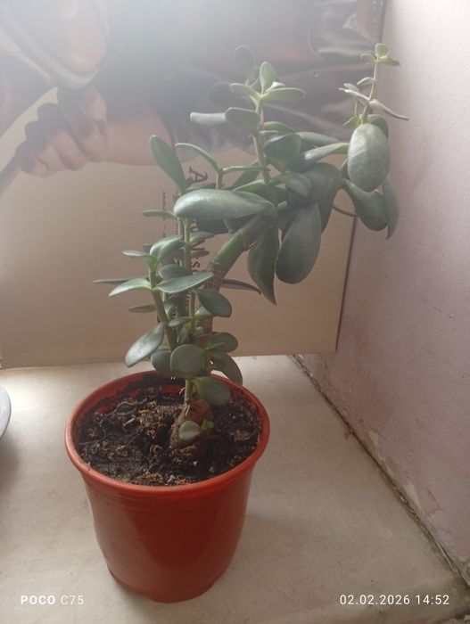 Продаю денежное дерево недорого