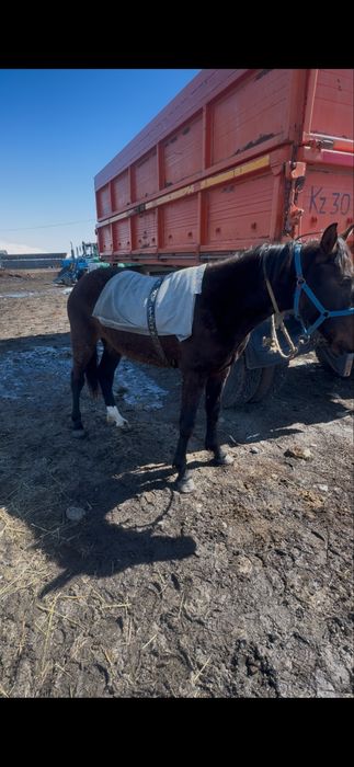 Жорға құнан 2 жасқа келді.