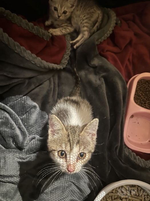 Отдам котят в добрые руки