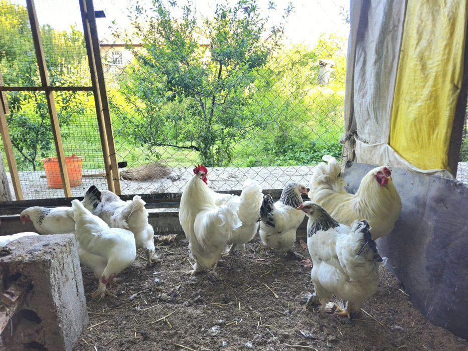 Oppoq Brama tovuqlari tuxumi sotiladi