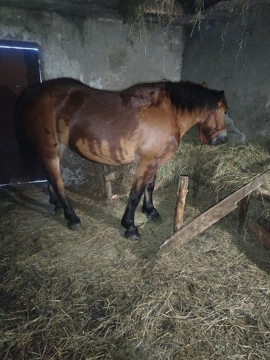 De vânzare mânză de-un an