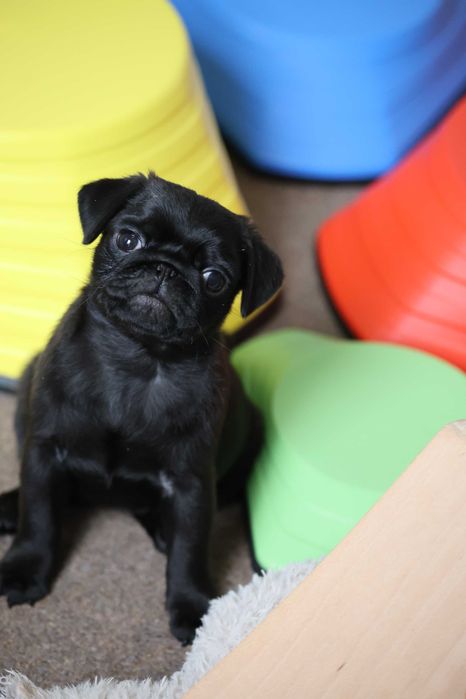 Mops Pug cu pedigree canisa Dogisland autorizata