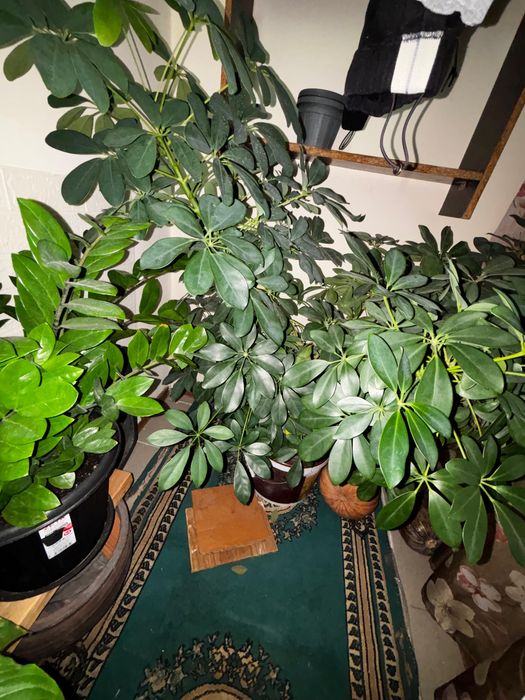 комнатные цветы