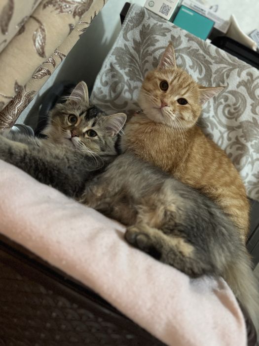 Отдам даром .