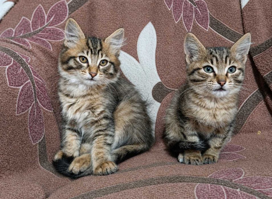 Отдам котят в добрые руки!