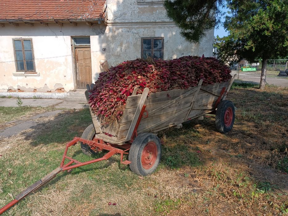 Ceapă de apă roșie