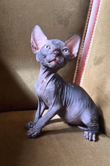 Котята сфинксы, 1,5 месяца, мальчик и 2 девочки