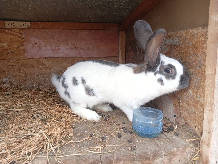 De vânzare iepuroi de uriaș german și iepuroca metis de fluturele