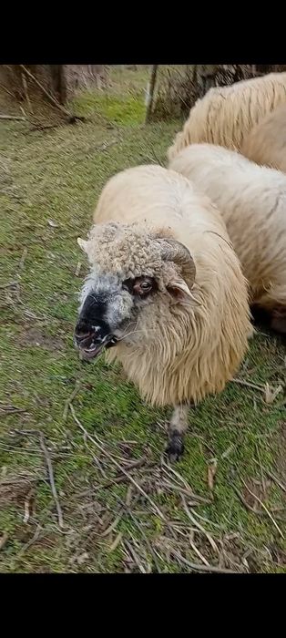 Berbecuț de vânzare 10 luni