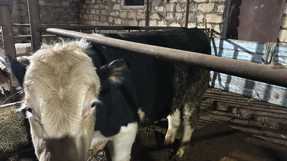 Продам быка с откорма