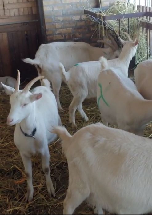 Capre saanen cu pedigree!