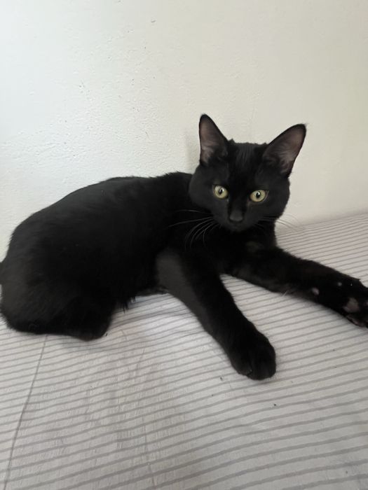 Отдам кошку Алматы