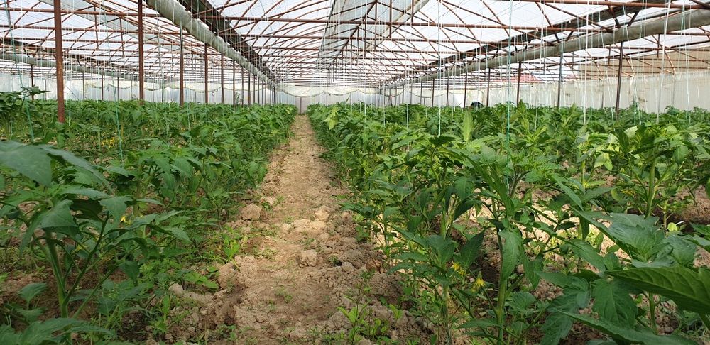 Барча кулайликларга эга 6 сотихлик коттедж жихозлари билан + иссикхона