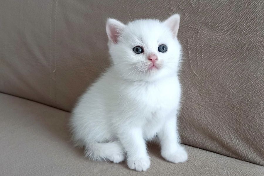 Британские котята