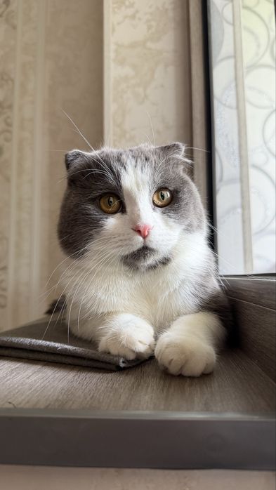 Ищем кошку для вязки!!