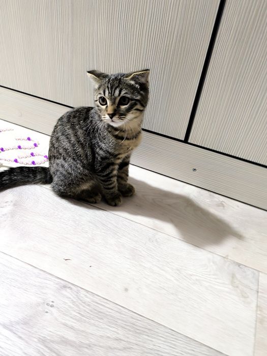 Вислоухий котёнок 3 месяца