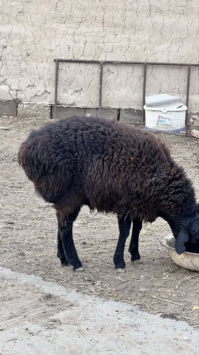 екеуіде тоқты қошқар