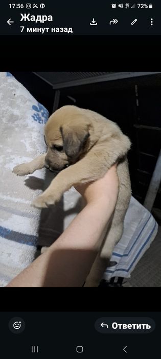Щенки , күшік бар 1.2 месяцев