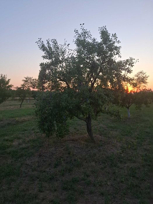 Vând prune, neculese