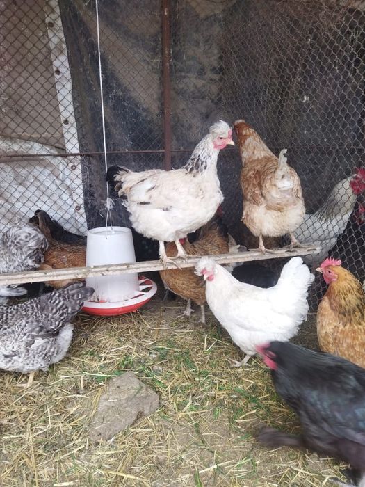 Продам куры домашние