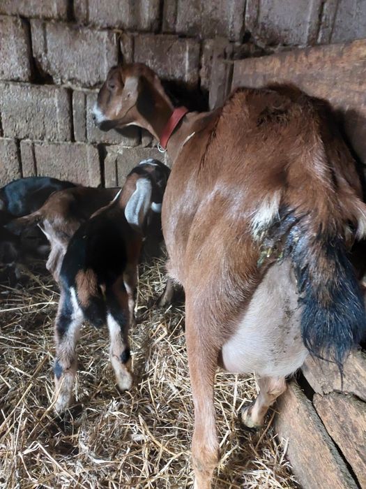 Vând două capre anglonubiene  fătate