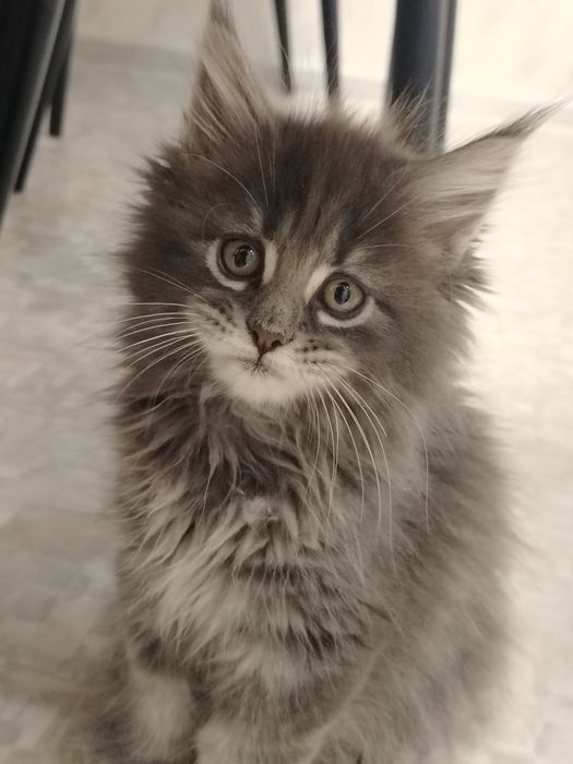 В разведение девочка мейн -кун полидакт