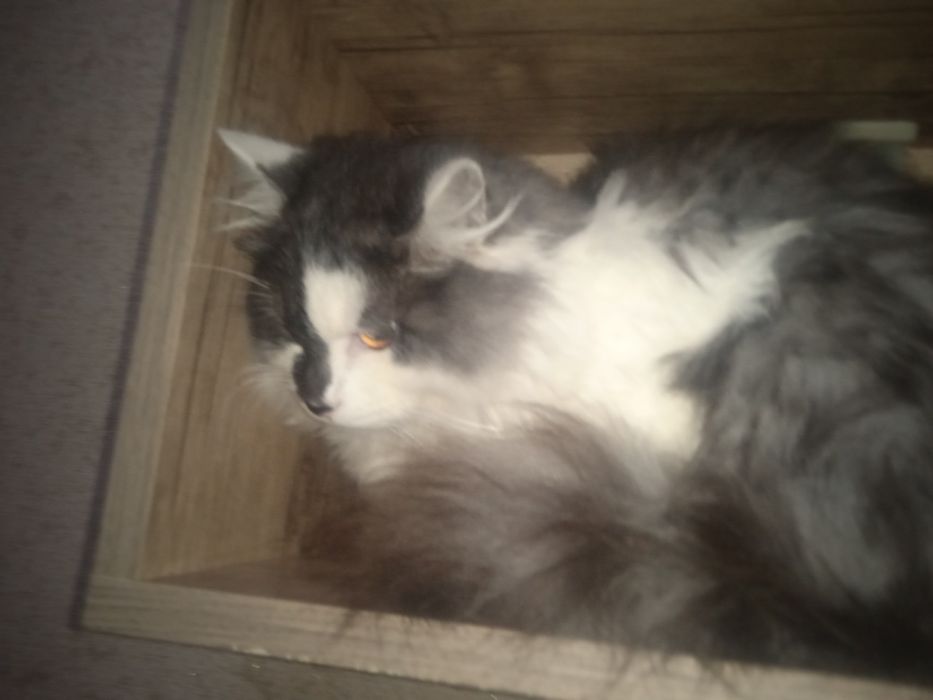 Сибирская порода