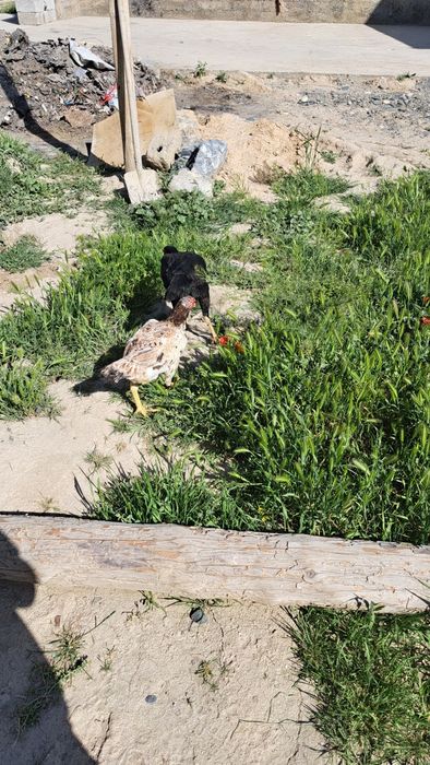 Дакан товуклар турли хил зотлар