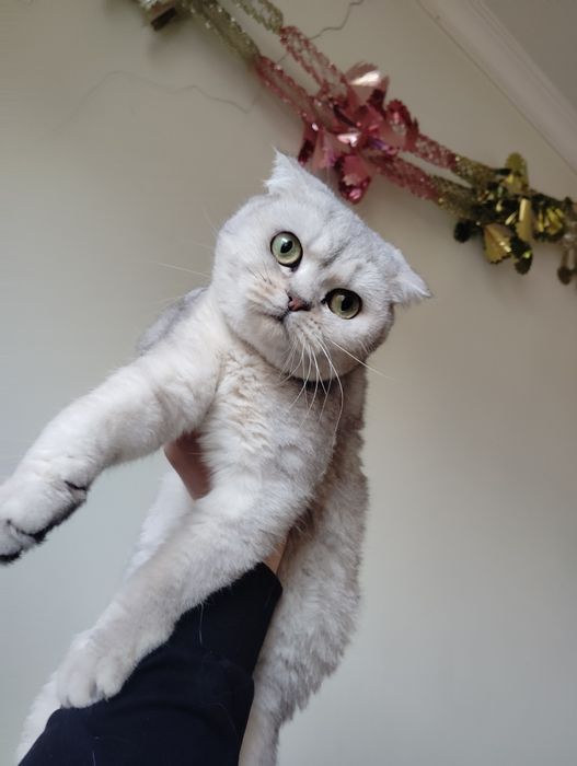 Skotish fold qiz bola mushuk