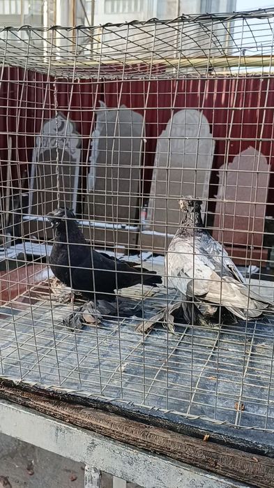 Голуби челкарь и жучка